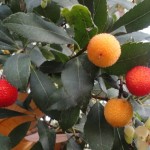 Madroño: el fruto es una baya rojo-anaranjada, con el mesocarpo y el endocarpo carnosos. El epicarpo es rugoso.