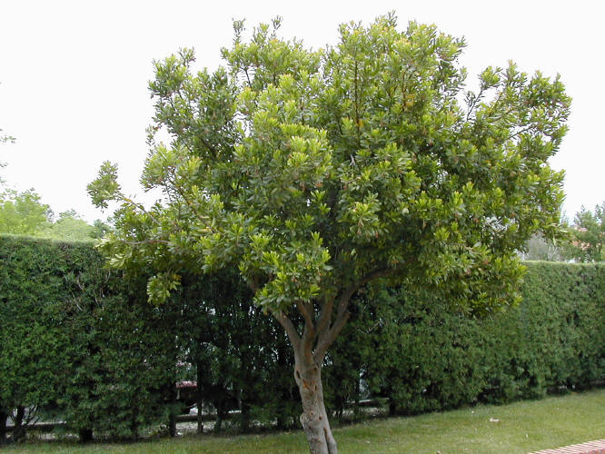 MADROÑO : Senda Botánica de Tajamar